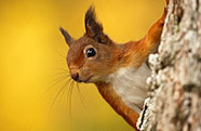  Red squirrel/SCOTLAND The Big Picture/ Naturepl