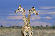 Giraffes {Giraffa camelopardalis}, Etosha NP, Namibia. Copyright : Tony Heald