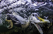 Eider duck (Somateria mollissima) under water, diving for food, Trondelag, Norway. March. Blurred motion in image. Winner of Artists on Wings (Birds) category of Glaenzlichter Awards 2017