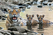 Bengal Tiger (Panthera tigris tigris) female 'Noor T39' with cubs in water. Ranthambore National Park, India.