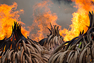 Piles of African elephant ivory set on fire by the Kenya Wildlife Service (KWS). This burn included over 105 tons of elephant ivory, worth over $150 million. Nairobi National Park, Kenya, 30th April 2016.